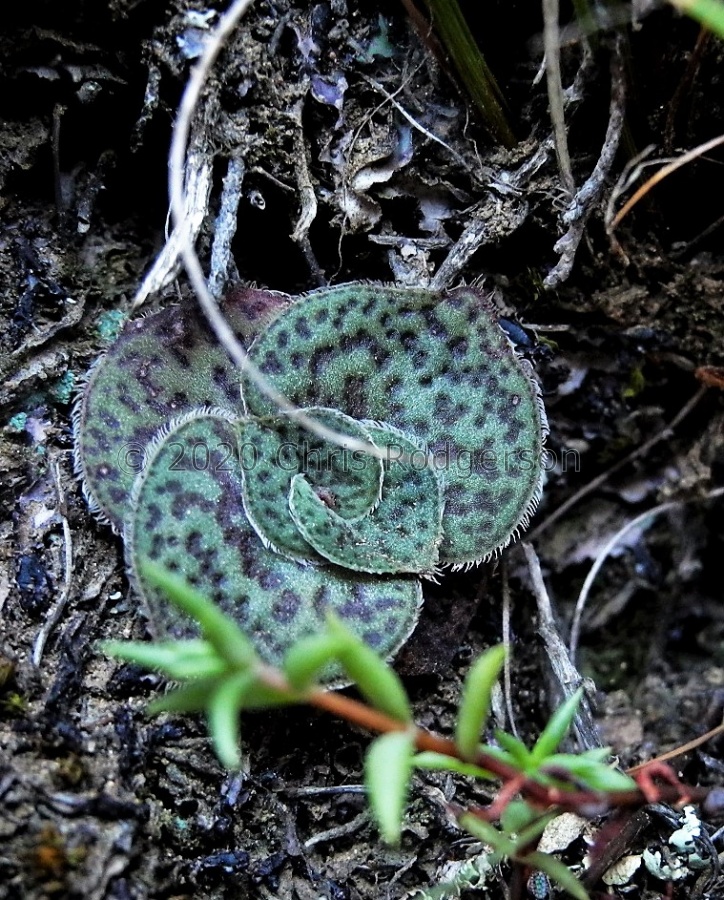 brachystachya Riethuisies (3) (2021_12_17 13_54_43 UTC).JPG