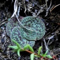 brachystachya Riethuisies