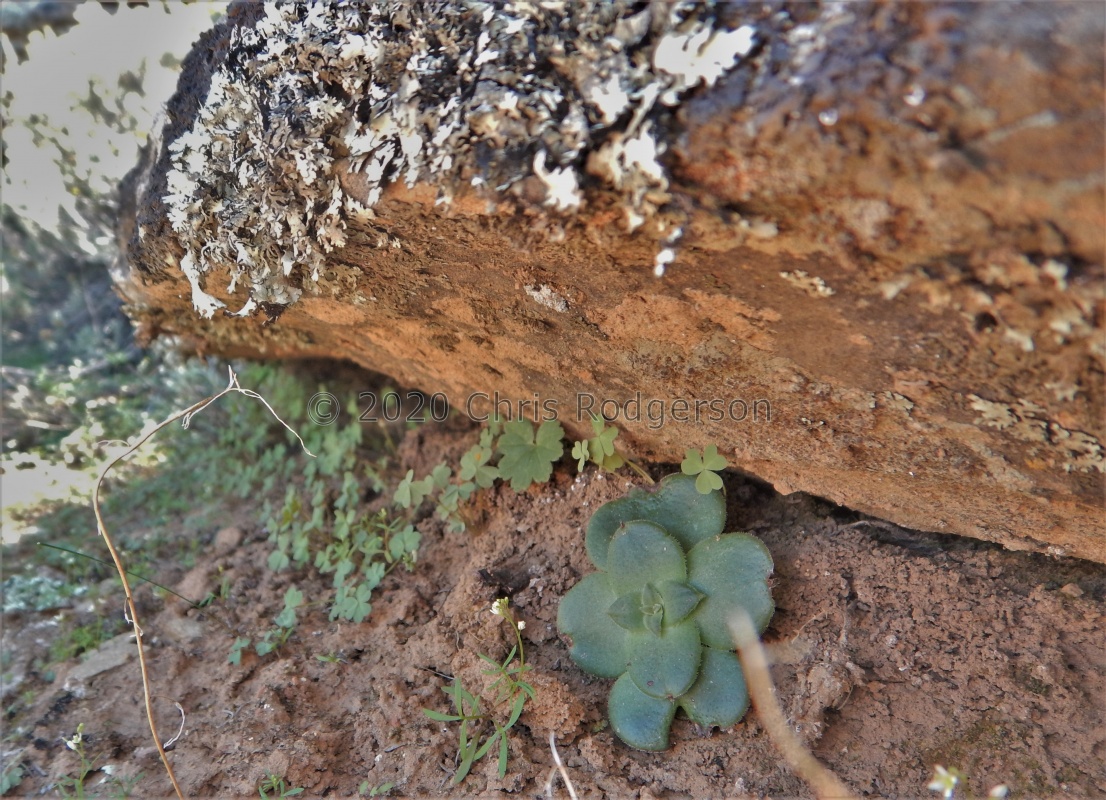 brachystachya  Keiskie