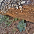 brachystachya  Keiskie