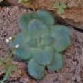 brachystachya  Keiskie