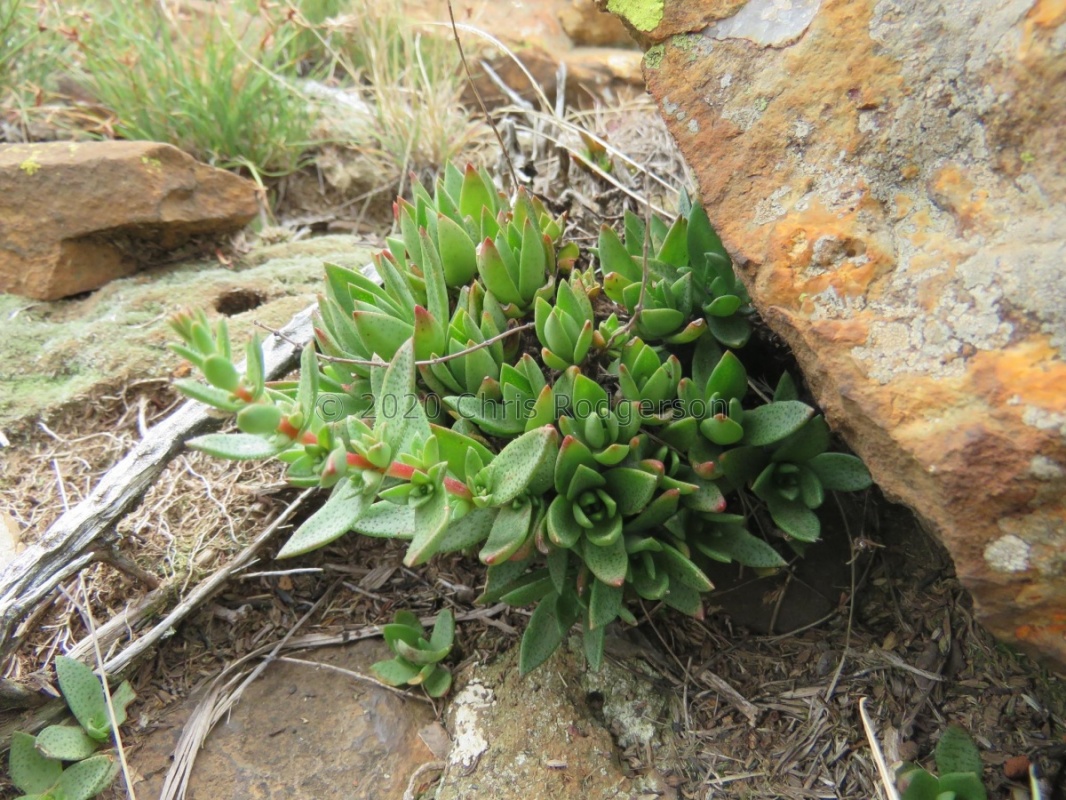 setulosa var. jenkinsii Suikerbosrand Nature Reserve, Gauteng (photo Karel du Toit)