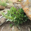 setulosa var. jenkinsii Suikerbosrand Nature Reserve, Gauteng (photo Karel du Toit)