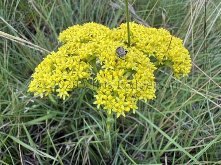 vaginata Witsieshoek, Drakensberg (photo Karel du Toit)