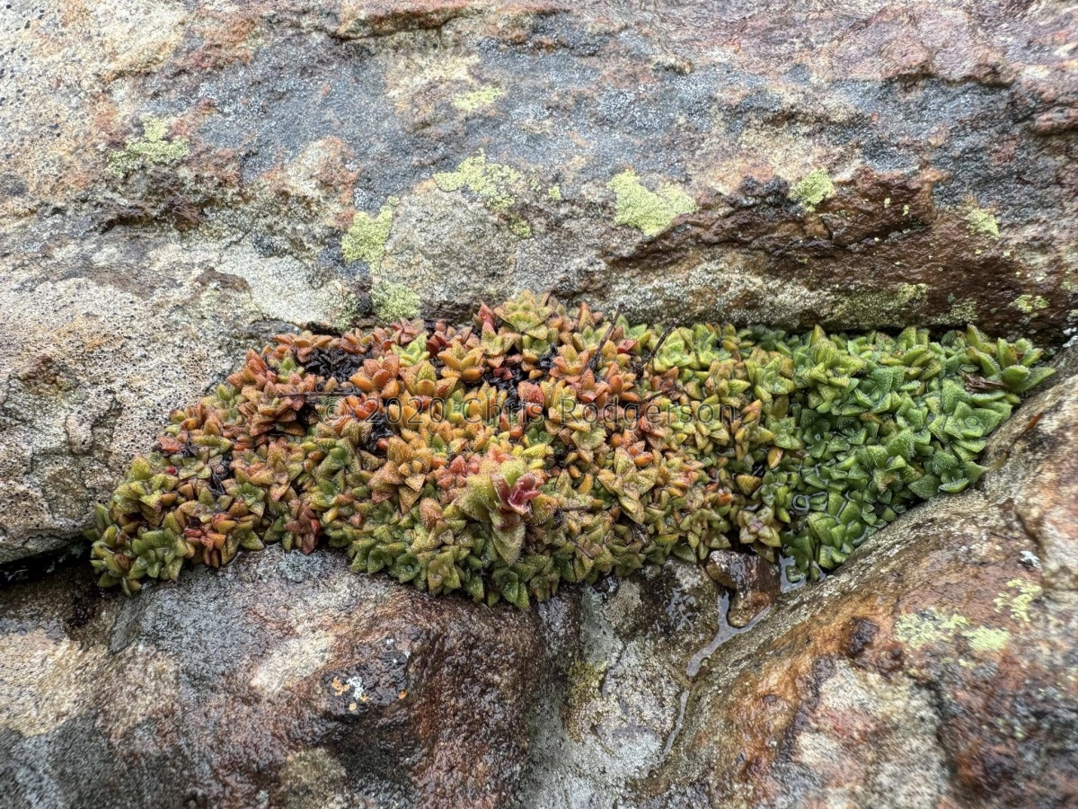 setulosa     Lesotho (photo Karel du Toit).jpg