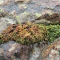 setulosa     Lesotho (photo Karel du Toit)