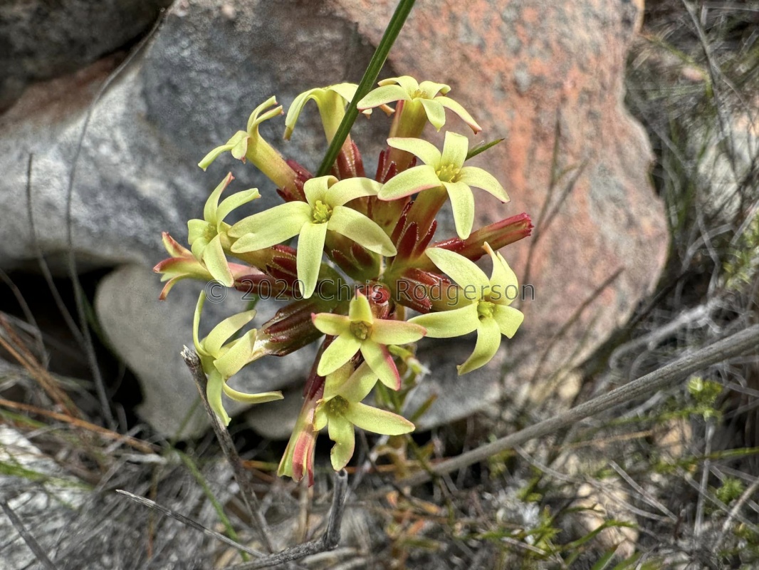 fascicularis Cederberg (photo Karel du Toit)
