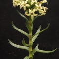 fascicularis