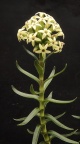 fascicularis