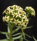 fascicularis (2)