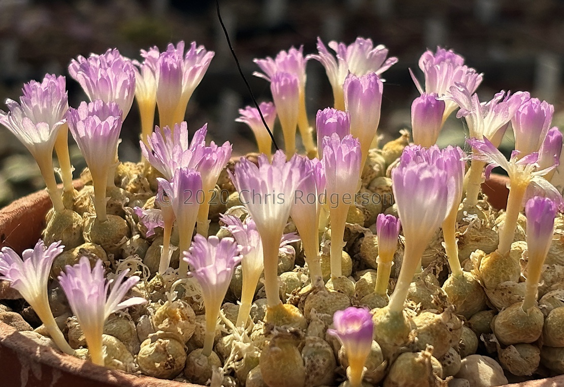 bolusiae ssp. primavernum 1244