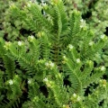 ericoides (photo Paul Schultz)