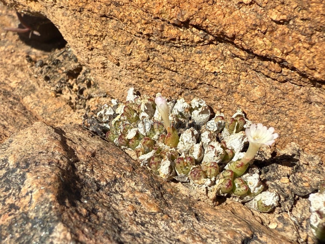 tantillum ssp. lindenianum Nigramoep (photo Karel du Toit)