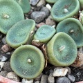 crateriforme
