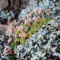socialis E.Cape (photo Andrew McKay) (2)