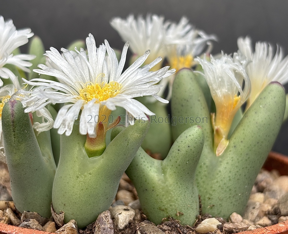 bilobum 'leucanthum' NE Kosies 2098