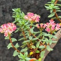 sarcocaulis JD
