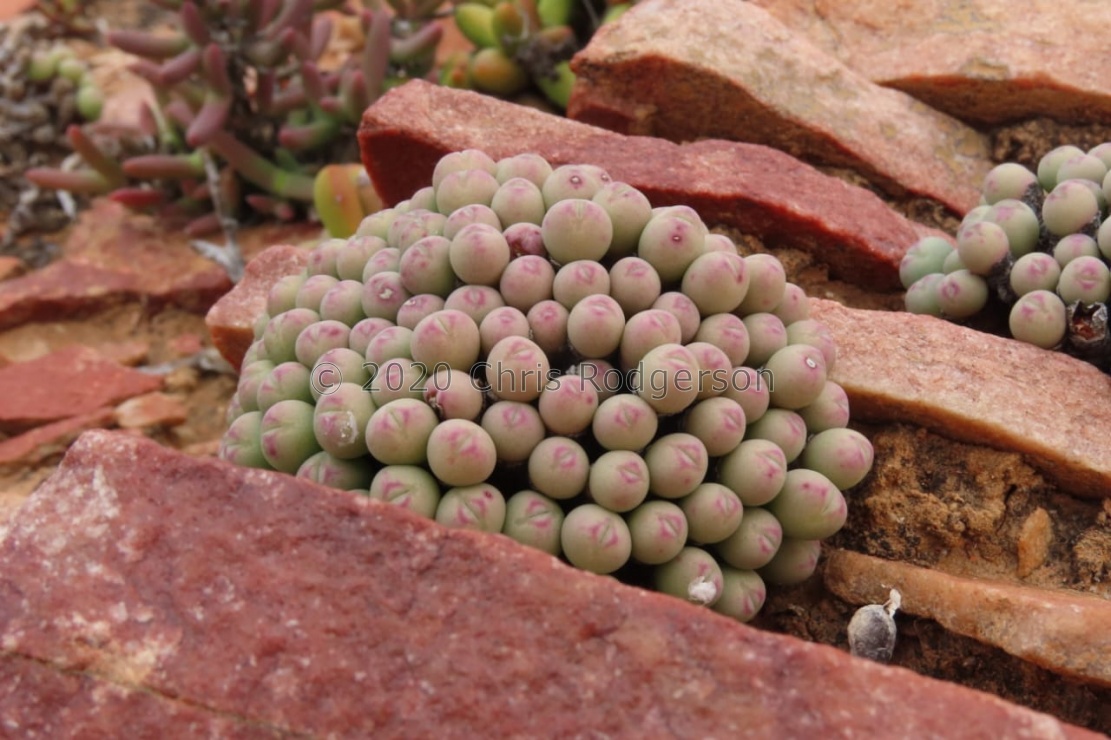 meyeri Gemsbokvlei (photo Westley Price)