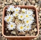 chrisocruxum white flower form