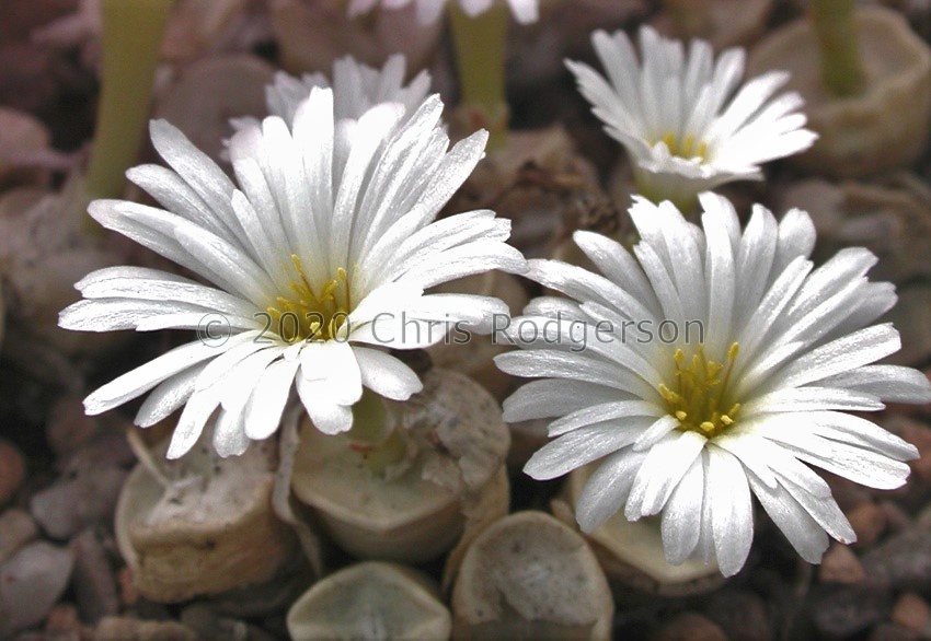 chrisocruxum Harrasberg White flower form