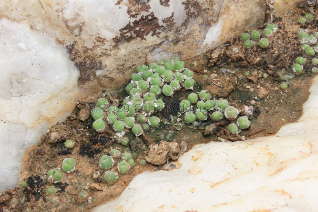 hians Gemsbokvlei (photo Westley Price)