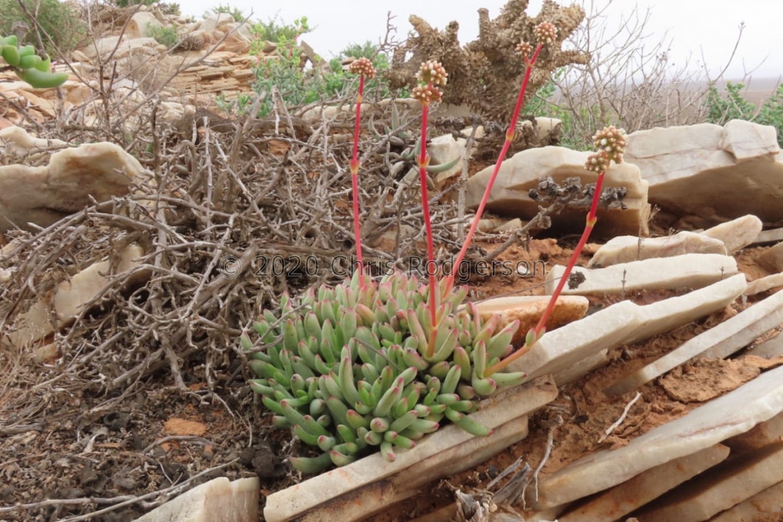 herrei Gemsbokvlei (photo Westley Price)