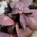 foveata Zululand (photo Andrew McKay)