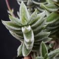 tetragona ADH4767