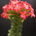 coccinea
