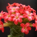 coccinea (2)