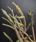 muscosa 'anguinea' DT (2)