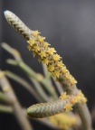 muscosa 'anguinea' DT