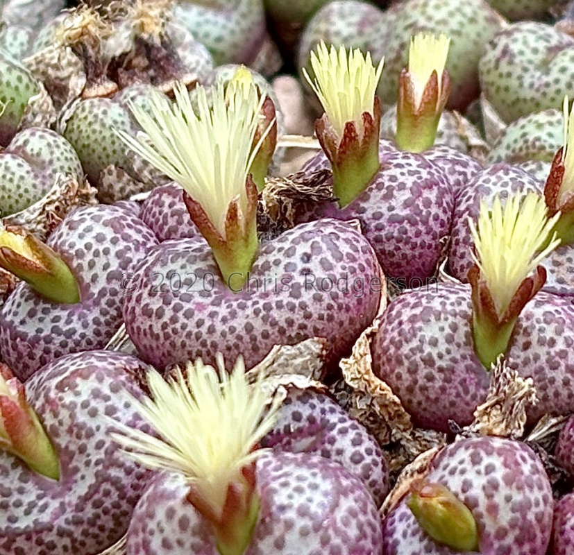 truncatum var.wiggettiae ARM346