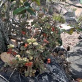 swaziensis Blyde river canyon (photo Jakub Jilemicky)
