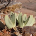 herreanthus (photo Westley Price)