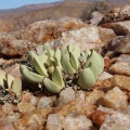 herreanthus (photo Westley Price) (2)