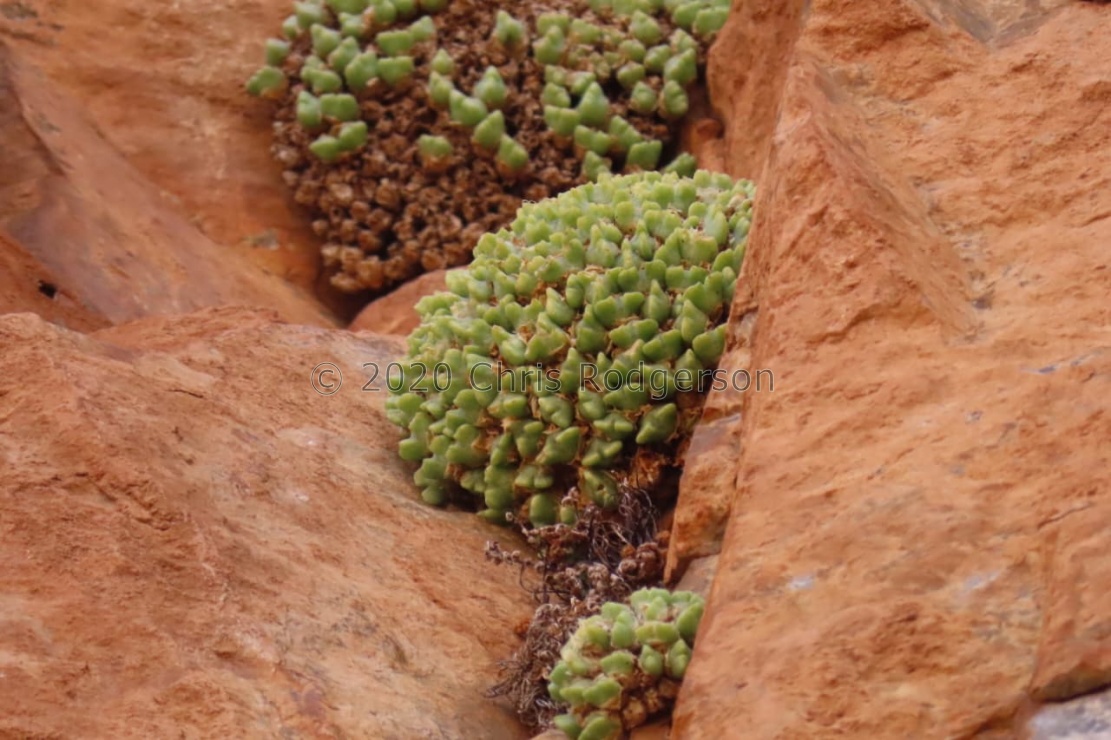 marginatum ssp.nova (photo Westley Price) (5)