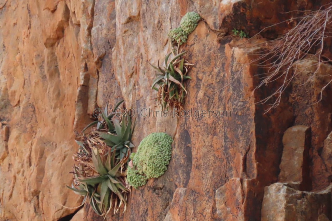 marginatum ssp.nova (photo Westley Price) (3)