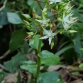 sarmentosa (photo Andrew McKay) (4)