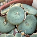 crateriforme 1427 (2)