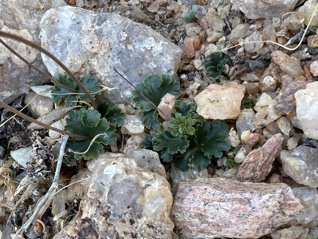 aff. saxifraga Platbakkies (photo Yael Gayer)