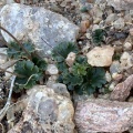 aff. saxifraga Platbakkies (photo Yael Gayer)