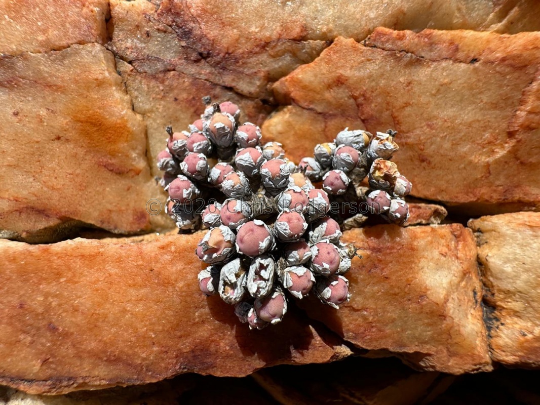 breve 'subtile' (photo Westley Price)