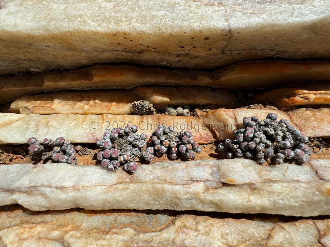 breve 'subtile' (photo Westley Price) (2)