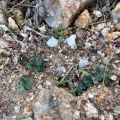 aff. saxifraga Platbakkies (photo Yael Gayer) (2)