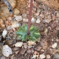 saxifraga NE Steinkopf (photo Karel du Toit)