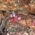 saxifraga NE Steinkopf (photo Karel du Toit) (2)