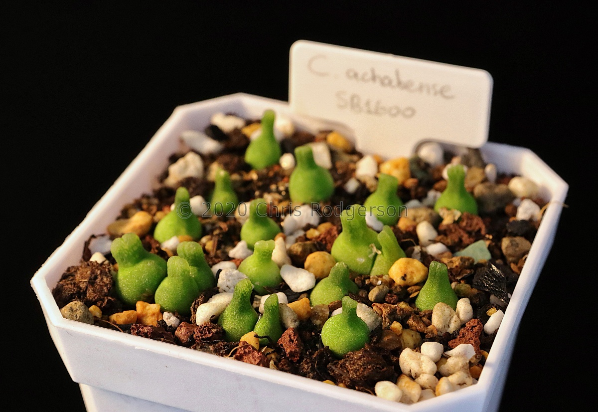 achabense SB1600 seed raised and photographed by Charles Li.jpg