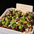 achabense SB1600 seed raised and photographed by Charles Li
