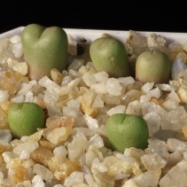 cylindratum